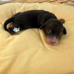 Snickers - Chocolate and tan male Dachshund puppy in Cave City, Kentucky from Mammoth Cave Dachshunds