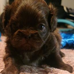 Puppy 4 - Chocolate male Shih Tzu puppy in Belleville, Michigan from Patricia's Heavenly Earth Angels