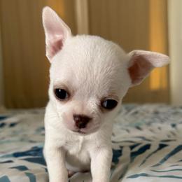 Lumiere - Cream and white male Chihuahua puppy in Spring Hill, Florida from Stardom Chihuahuas & CKCS