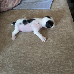 Blanca - White and black female Chinese Crested puppy in Union City, New Jersey from Marina Konstantinova's Cresteds