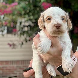 Tramp - Red roan male Cockapoo puppy in Mocksville, North Carolina from Little Bear Doodles