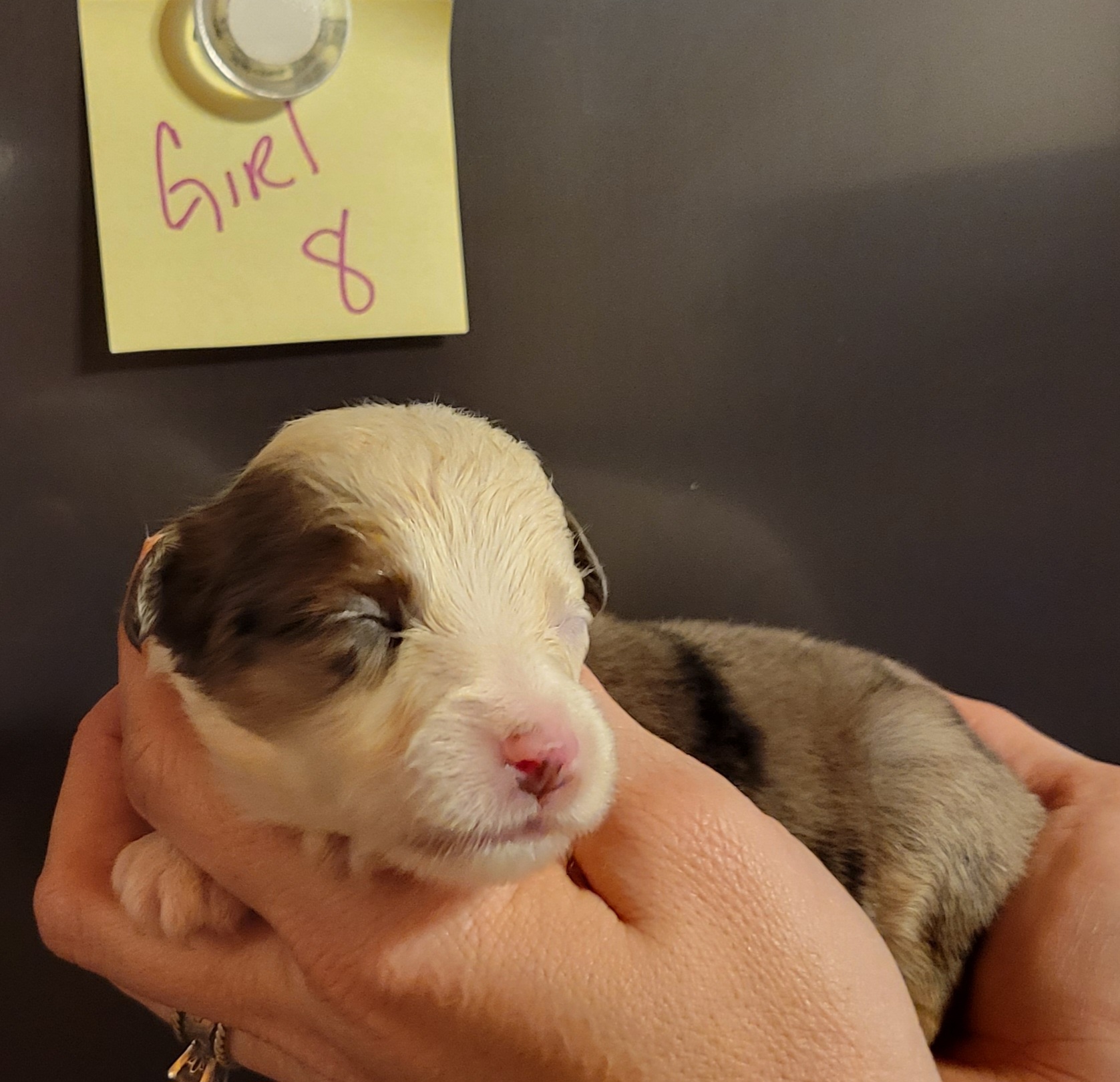 Miniature Australian Shepherd Puppies from TC Farms Stock Dogs