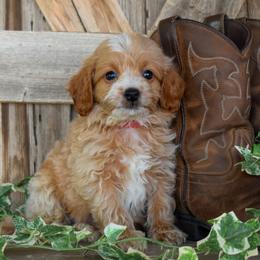 Cha Chi - Red Collar - Apricot male Goldendoodle puppy in Macedon, New York from Toodles Goldendoodles