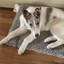 Collie Puppies from Aredhel Collies