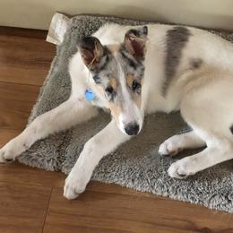Collie Puppies from Aredhel Collies
