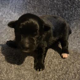Zuma - Black male Miniature Schnauzer puppy in Elgin, Iowa from Firefly Stables