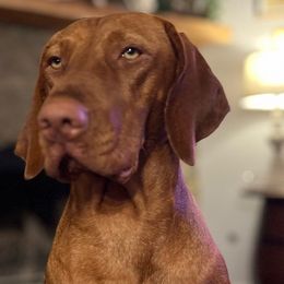 Baylor - Vizsla
