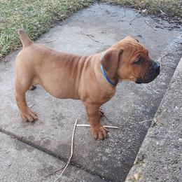 Blue male - Red male Boerboel puppy in Rockford, Illinois from Adoraboerboels