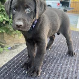 Golden Retriever and Labrador Retriever Puppies from All Around Retrievers