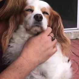 Cavalier King Charles Spaniel All Grown Up from Elizabeth Kessinger