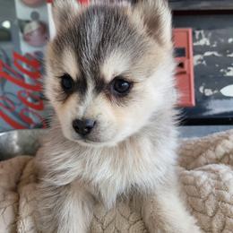 Toad - Silver and white male Pomsky puppy in Sand Coulee, Montana from Big Sky Pomskies