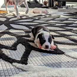 Chihuahua Puppies from Wilds Farms