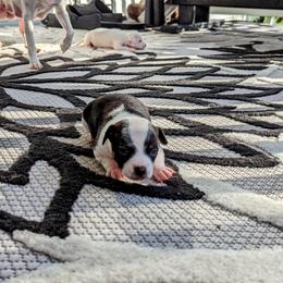Chihuahua Puppies from Wilds Farms