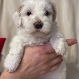 Adrian - Red male Havanese puppy in Wappapello, Missouri from Titanium Havanese LLC