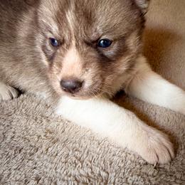 Mika - Brown and white female Siberian Husky puppy in Grant City, Missouri from Timberline Paws