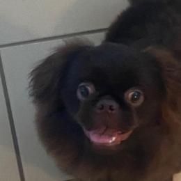 Pekingese from Dirty Boot Kennel