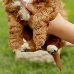 Izzy - Red  Goldendoodle puppy in Mona, Utah from Utah Golden-doodles