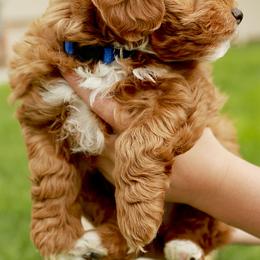 Izzy - Red  Goldendoodle puppy in Mona, Utah from Utah Golden-doodles