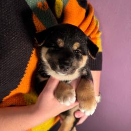 Evie - Black and tan female Shiba Inu puppy in Cypress, Texas from Southern Shibas