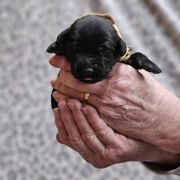 Tan Collar - Black male Labrador Retriever puppy in Boyd, Minnesota from Lindley Labradors