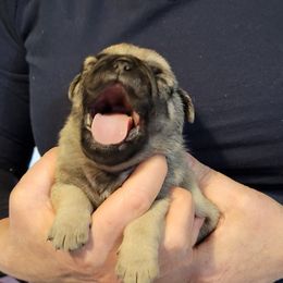 Pug Puppies from Paschey Pug Puppies