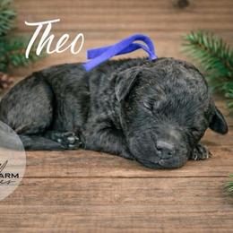 Theo - Wheaten male Whoodle puppy in Knoxville, Tennessee from Fleury Farm Doodles TN