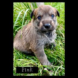 Berger Picard Puppies from Zia Picards Kennel