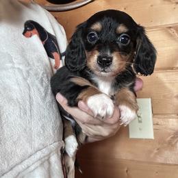 Franklin - Black and tan male Dachshund puppy in Cheyenne, Wyoming from Great Basin Hounds