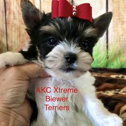 Boy 2 - Black tan and white male Biewer Terrier puppy in Jonestown, Pennsylvania from AKC Xtreme Biewer Terriers...
