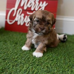Havanese Puppies from Havana Suites Havanese