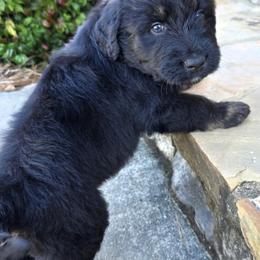 Boy 2 - male Aussiedoodle puppy in Baldwin, Georgia from Tates Creek Kennels