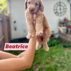 Double Doodle Puppies from Magnolia & Finn Doodles