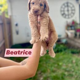 Double Doodle Puppies from Magnolia & Finn Doodles