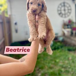 Double Doodle Puppies from Magnolia & Finn Doodles