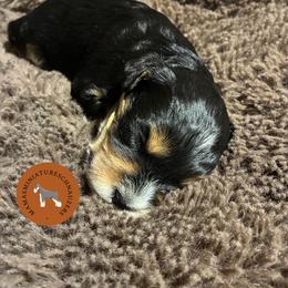 Magna - Black male Miniature Schnauzer puppy in Phoenix, Arizona from Sabrina's Miniature Schnauzers