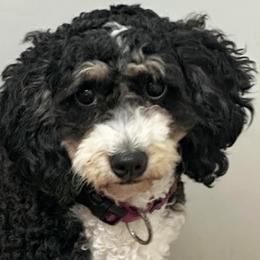Lil Bit - Bernedoodle