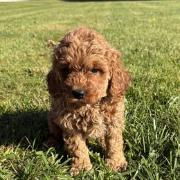 Girl 3 - Red  female Goldendoodle puppy in West Point, Iowa from Circle A Mini Goldendoodles and Mini Bernedoodles