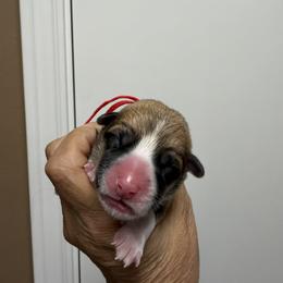 Red Collar Female - Sable female Pembroke Welsh Corgi puppy in Victoria, Texas from Clear Creek Corgis