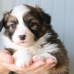 Robin - Sable female Pembroke Welsh Corgi puppy in Fayetteville, Arkansas from Intergalactic Corgis
