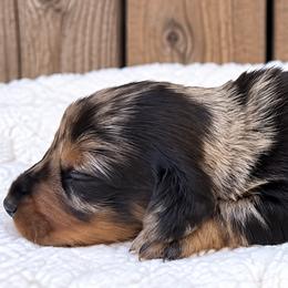 Spongebob - Black and tan male Dachshund puppy in Warm Springs, Arkansas from Seven Hills Arkansas