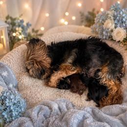 Traditional Girl 2 - Black and gold female Yorkshire Terrier puppy in Jamestown, North Carolina from North Carolina Maltese, Yorkies & Morkies(previously California Maltese, Yorkies & Morkies)