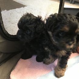 Assorted Doodle Crosses All Grown Up from Yoriko's Puppies