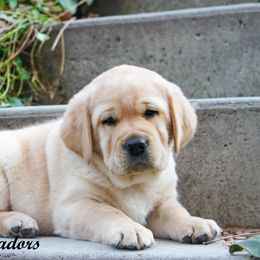 Labrador Retriever Puppies from Günther Labradors