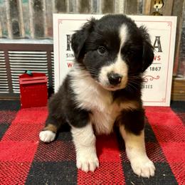 Todd - Black tri-color male Australian Shepherd puppy in Preston, Idaho from KC Bar Ranch Aussies