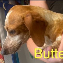 Butterfinger - Dachshund