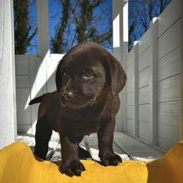 Labrador Retriever Puppies from Patton Premier Labs