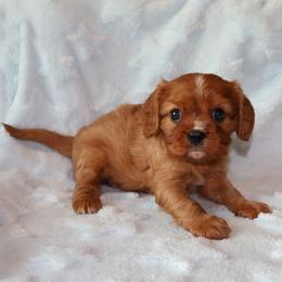 Copper - Ruby male Cavalier King Charles Spaniel puppy in Pleasant City, Ohio from cywood's ohio cavaliers