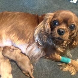 Cavalier King Charles Spaniel Puppies from Dawn Miner's Cavalier King Charles Spaniels