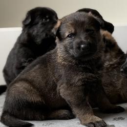 Boy 2 - Black and tan male German Shepherd puppy in Grantsville, Utah from Vom Haus Denfors K9 - Working German Shepherds