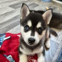 Fonda - Black and white female Alaskan Klee Kai puppy in Palm Harbor, Florida from Klee Kai Breeders with Love